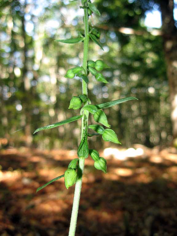 Epipactis helleborine