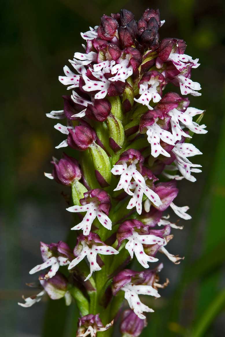 Orchidea sui Monti Sibillini da determinare