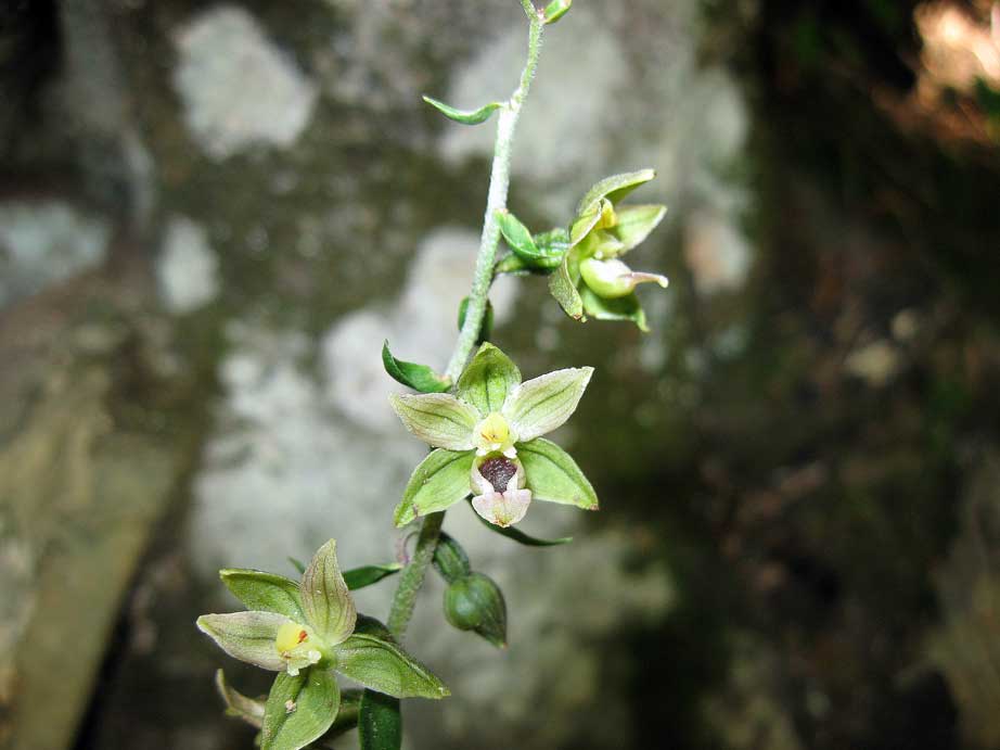 Epipatics helleborine