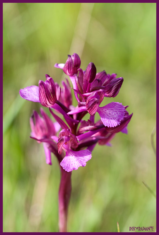 Prime fioriture sui Lucretili