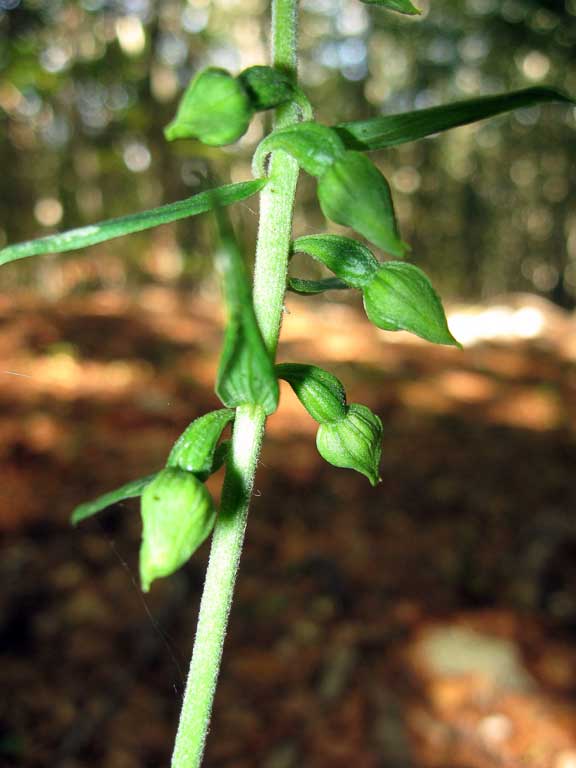 Epipactis helleborine