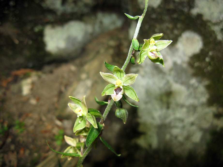 Epipatics helleborine