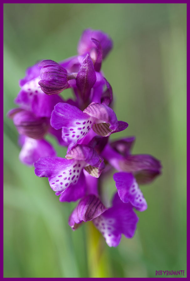 Prime fioriture sui Lucretili