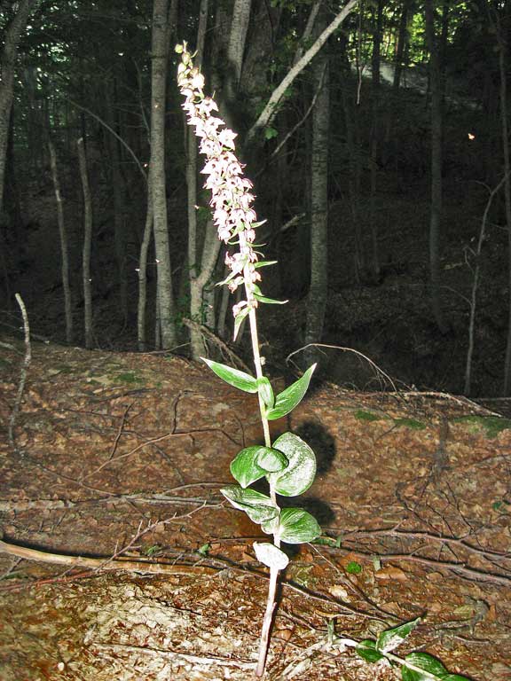 Epipatics helleborine