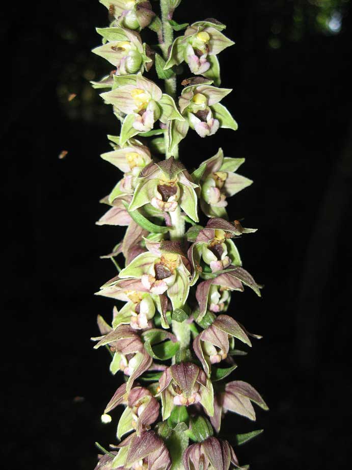 Epipatics helleborine