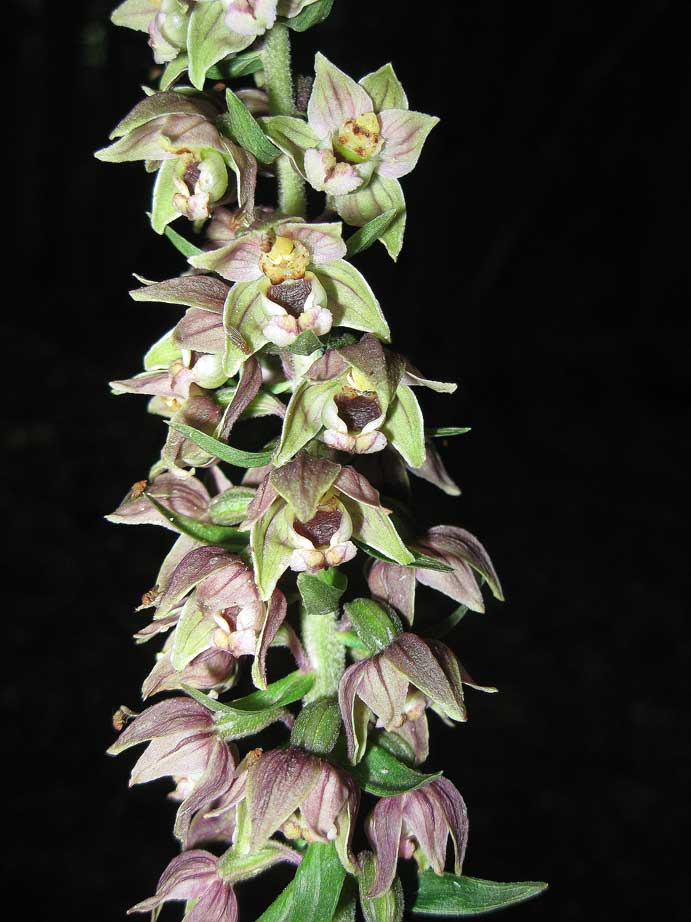 Epipatics helleborine