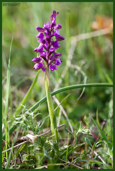 Prime fioriture sui Lucretili