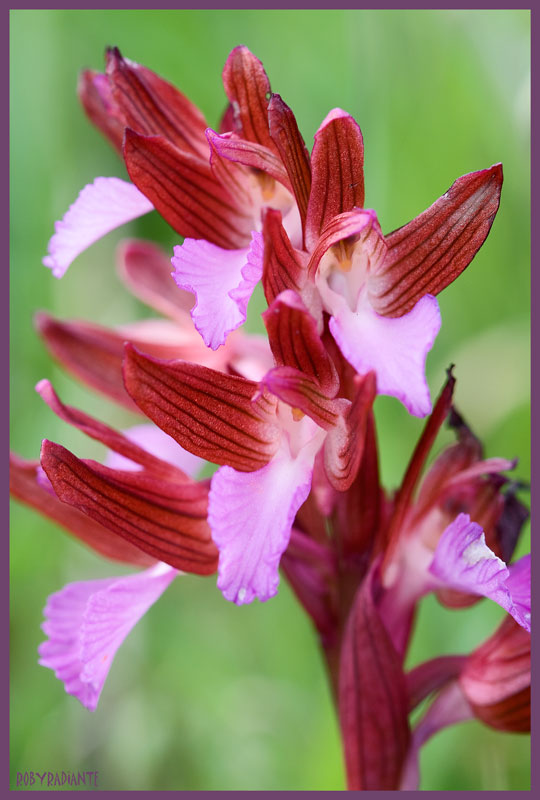 Prime fioriture sui Lucretili