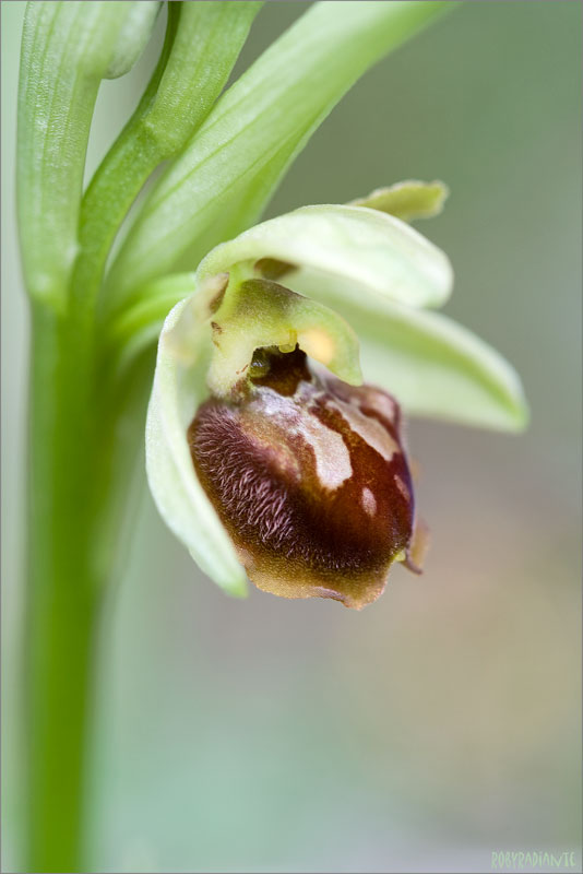 Ophrys sui Lucretili