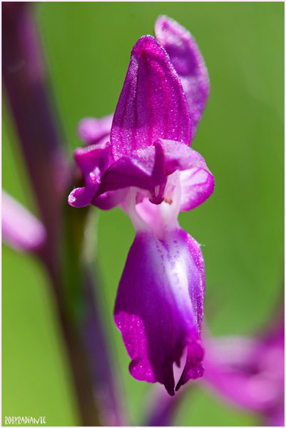 Orchis mascula