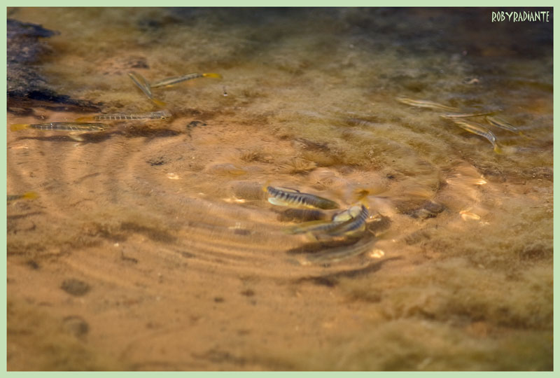 Pesciolini in acque salmastre - Aphanius fasciatus