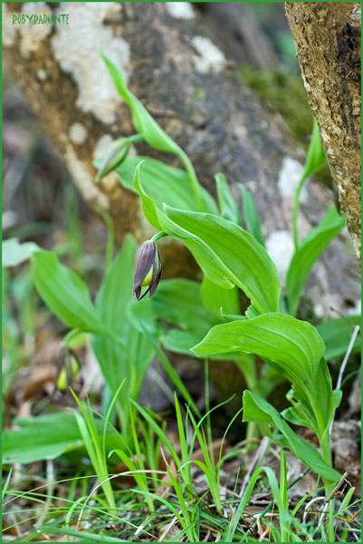 Cypripedium calceolus!