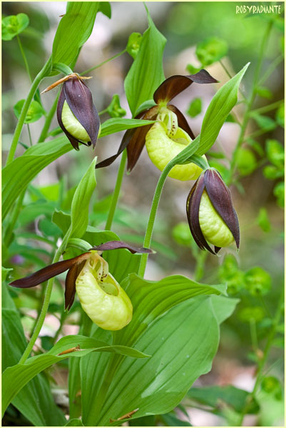 Cypripedium calceolus!