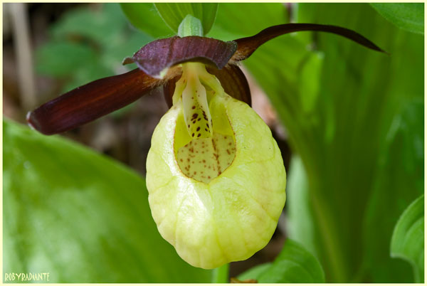 Cypripedium calceolus!