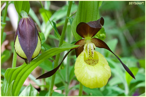 Cypripedium calceolus!