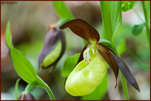 Cypripedium calceolus!