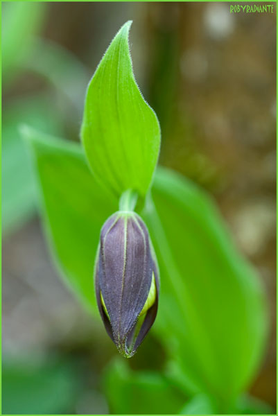 Cypripedium calceolus!