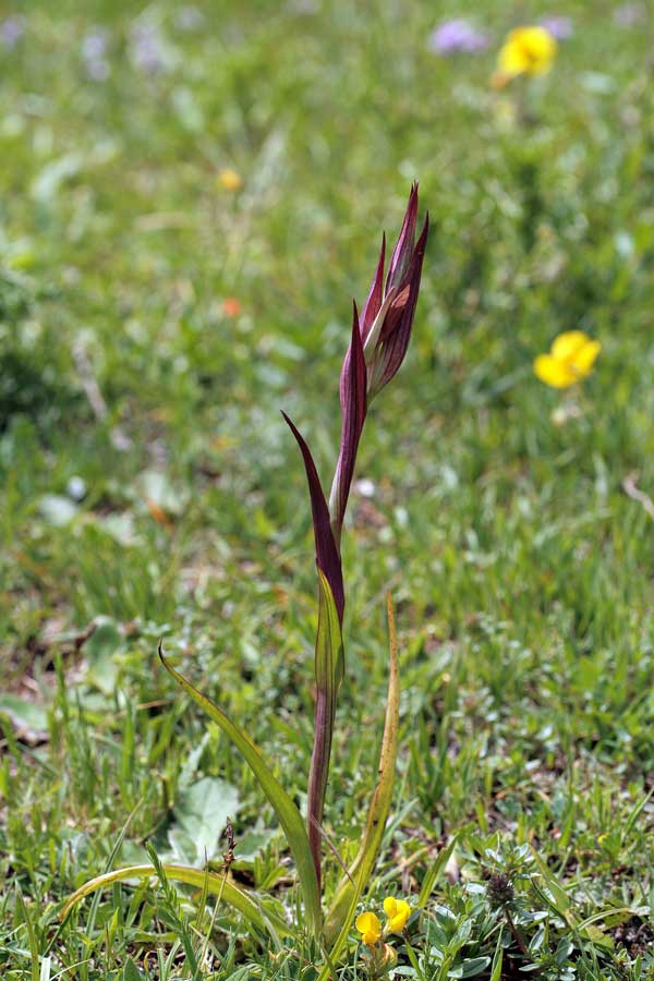 Orchidee dei Monti Lucretili