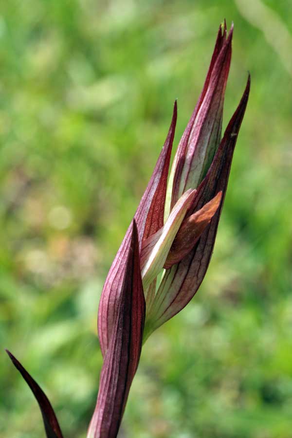 Orchidee dei Monti Lucretili