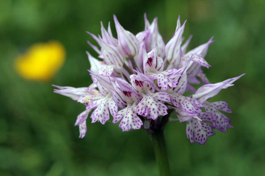 Orchidee dei Monti Lucretili