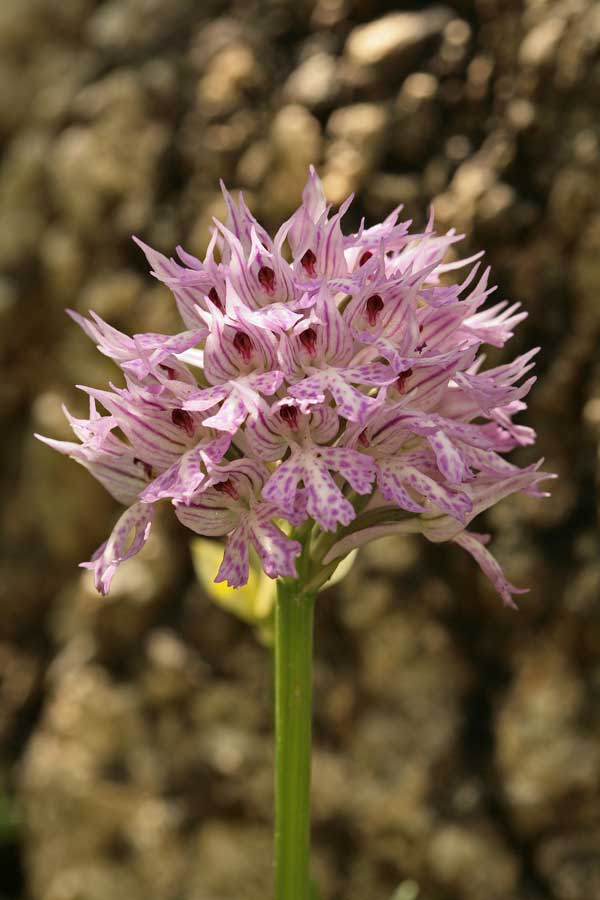 Orchidee dei Monti Lucretili