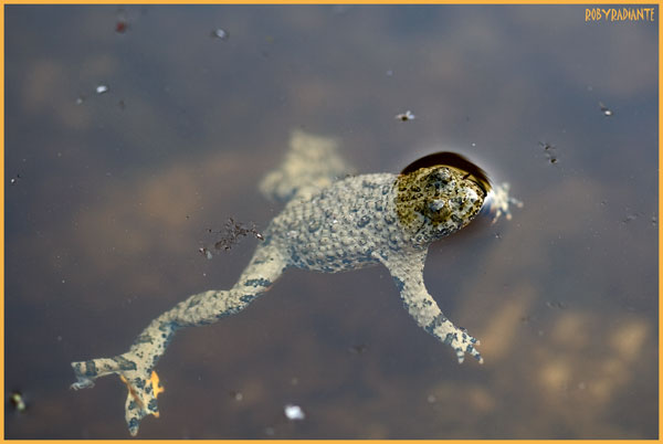 Ululone dal ventre giallo (Bombina pachypus)