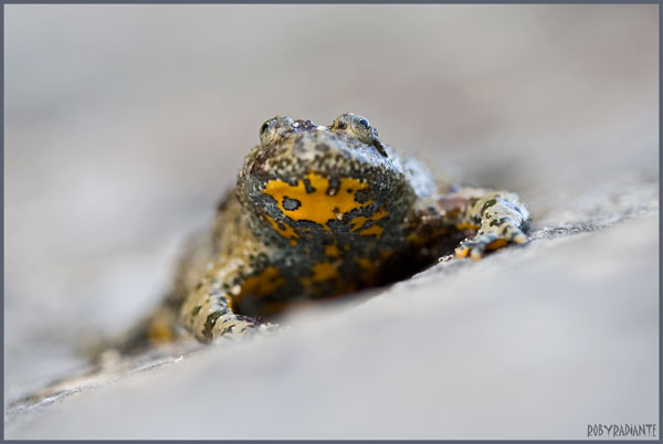 Incontro con l''Ululone... - Bombina pachypus