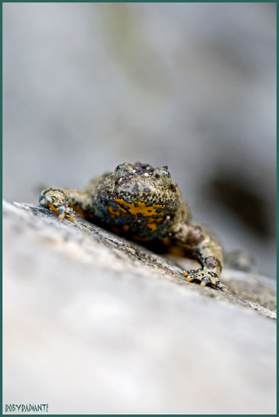 Incontro con l''Ululone... - Bombina pachypus