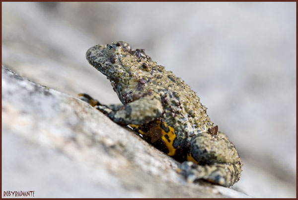 Incontro con l''Ululone... - Bombina pachypus