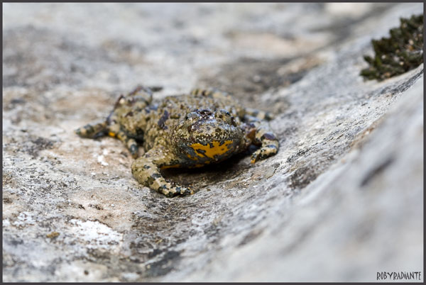 Incontro con l''Ululone... - Bombina pachypus