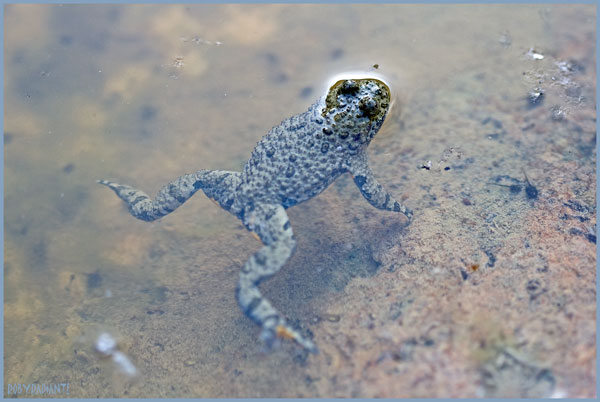 Incontro con l''Ululone... - Bombina pachypus