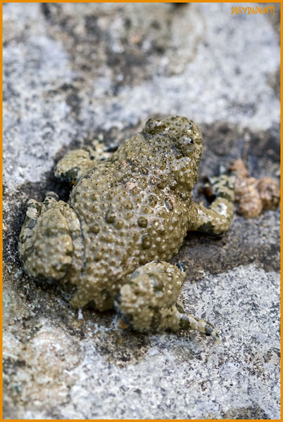 Incontro con l''Ululone... - Bombina pachypus