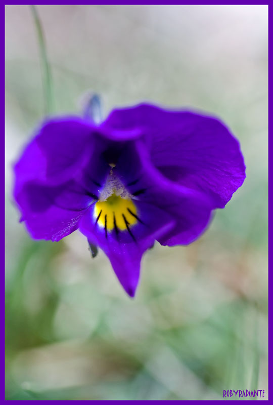 Viole da determinare