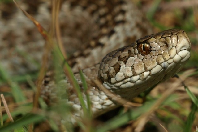 identificazione vipere