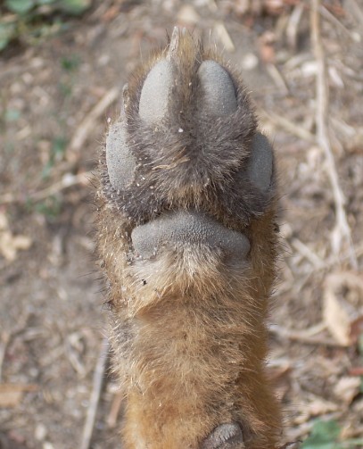 Impronte di volpe e cane, chiarimenti