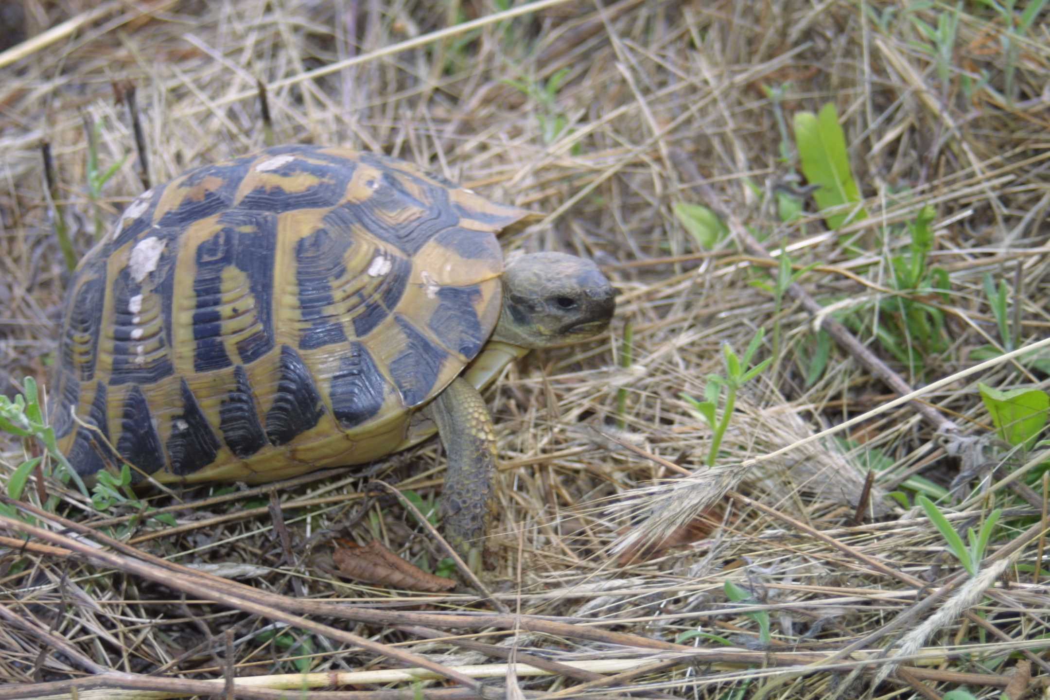 Testudo hermanni