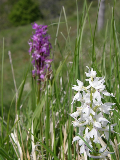 Orchis militaris albina