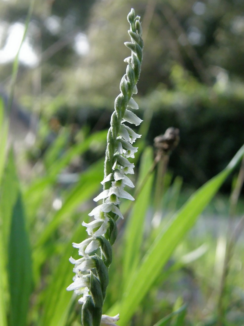 Spiranthes spiralis...contributo dalla Toscana....