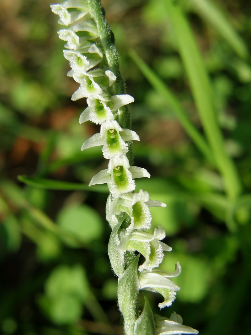 Spiranthes spiralis...contributo dalla Toscana....