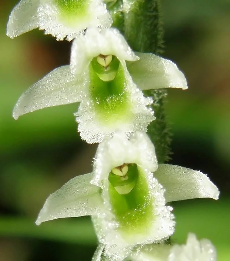 Spiranthes spiralis...contributo dalla Toscana....