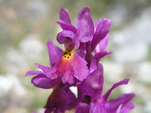 Orchis xcolemanni - variabilit