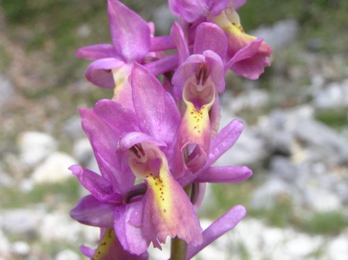 Orchis xcolemanni - variabilit