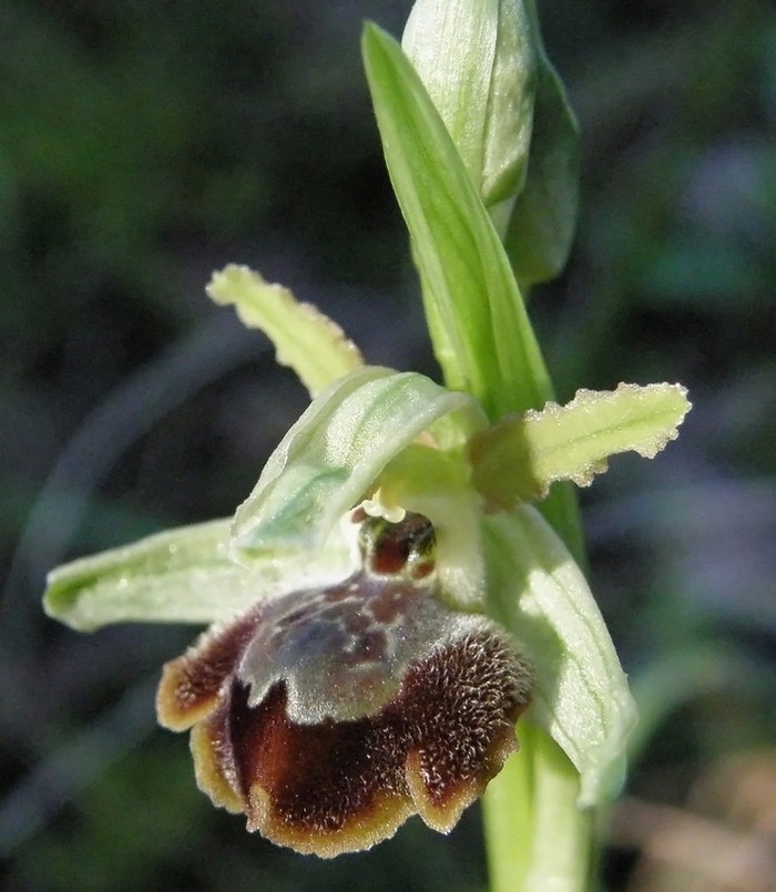 Ophrys sphegodes a Viareggio