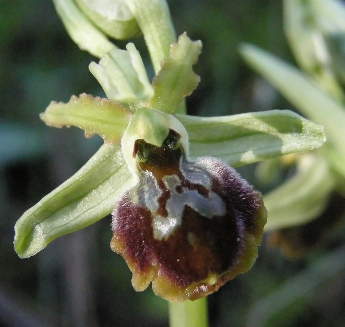 Ophrys sphegodes a Viareggio