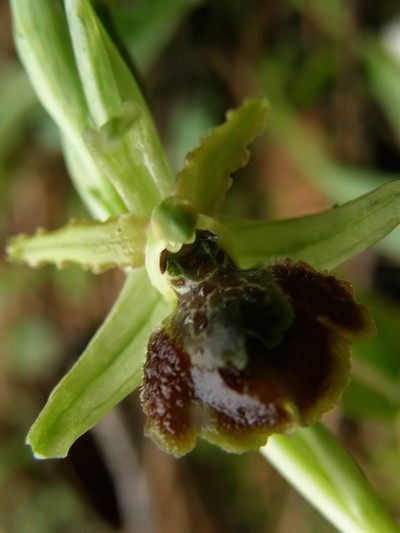 Ophrys sphegodes a Viareggio