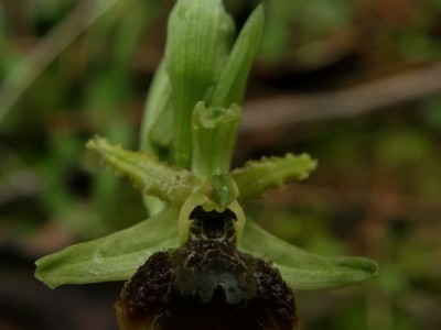 Ophrys sphegodes a Viareggio