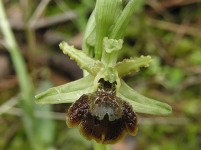 Ophrys sphegodes a Viareggio