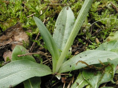 Ophrys sphegodes a Viareggio