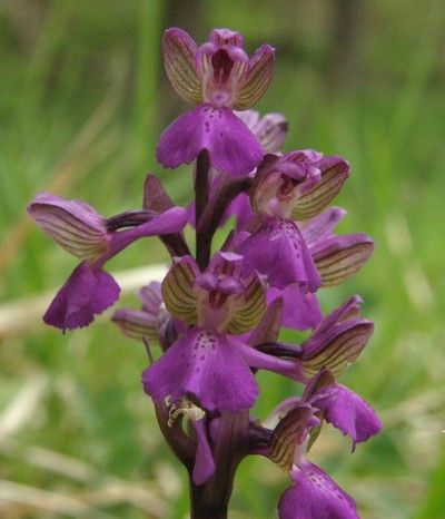 Orchis morio o longicornu????