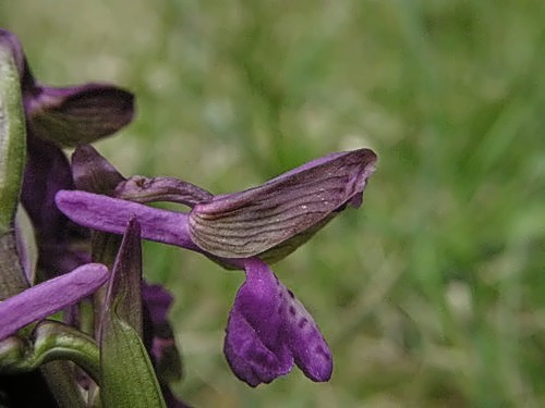 Orchis morio o longicornu????